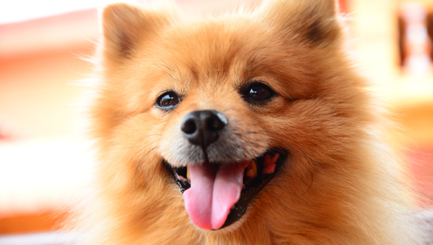 20 curiosità sui cani che forse non conoscevi