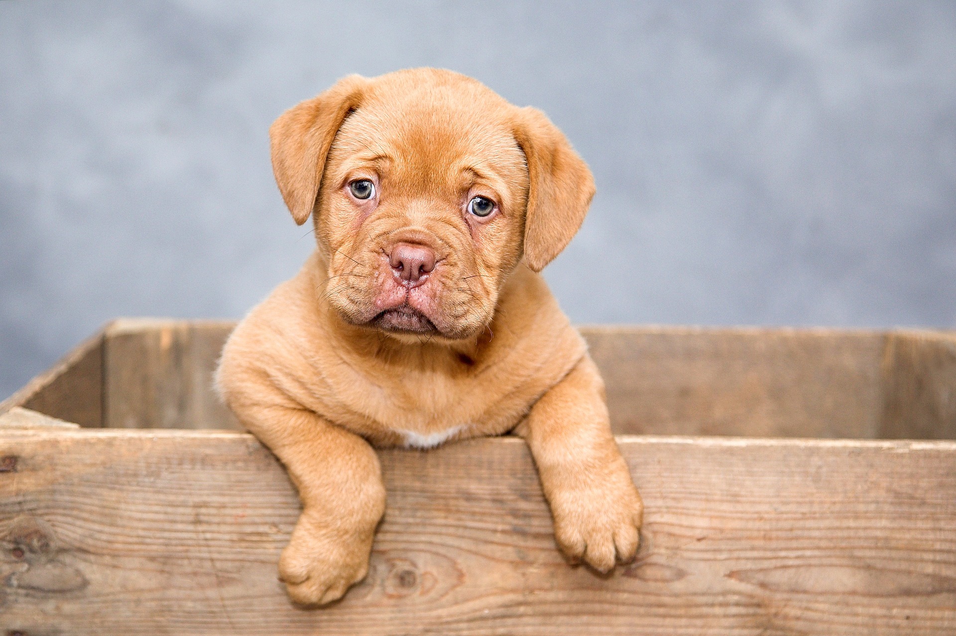 Cosa fare se trovi un cane