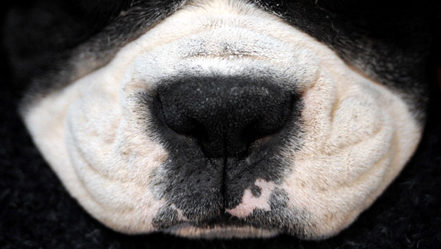 Frankie, cane che fiuta i tumori alla tiroide