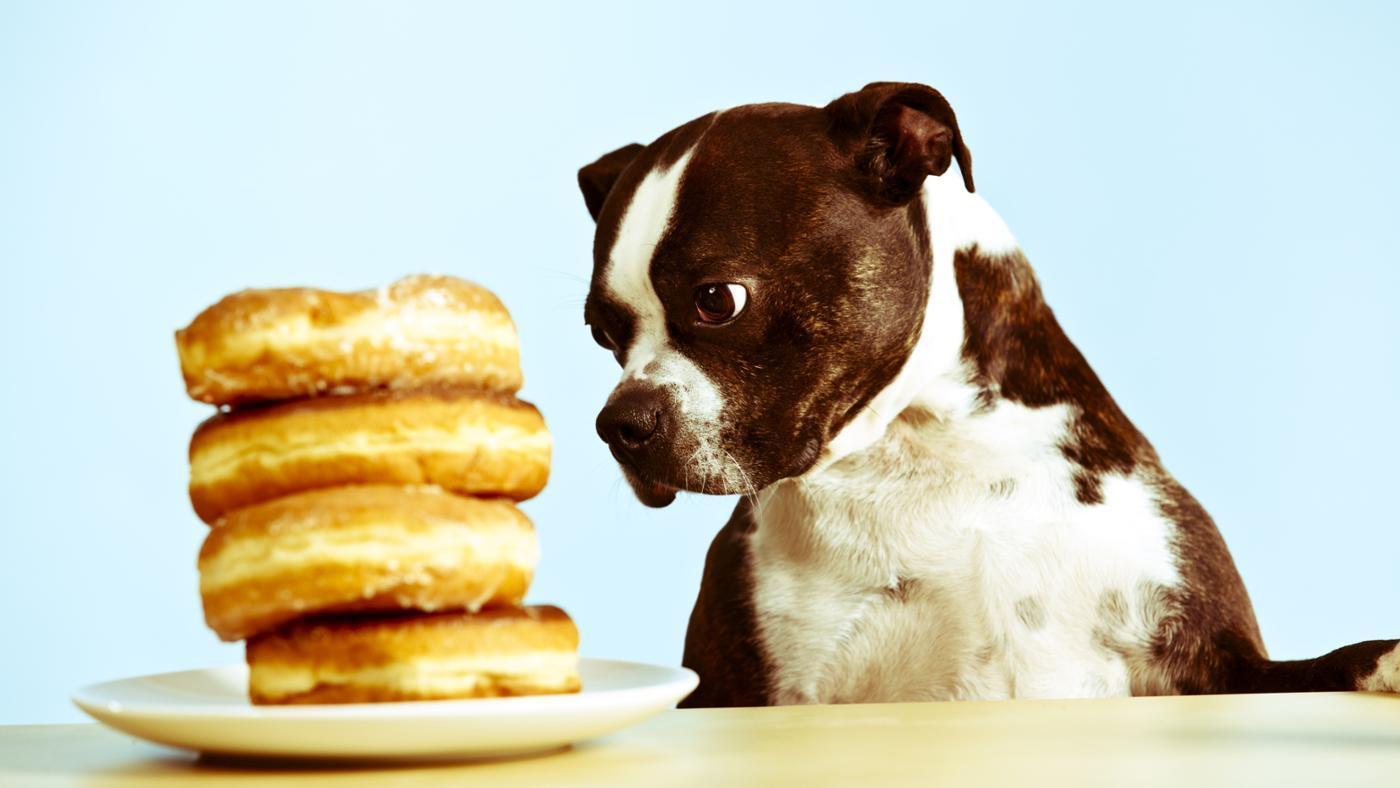 Le 10 regole per educare il cane al cibo