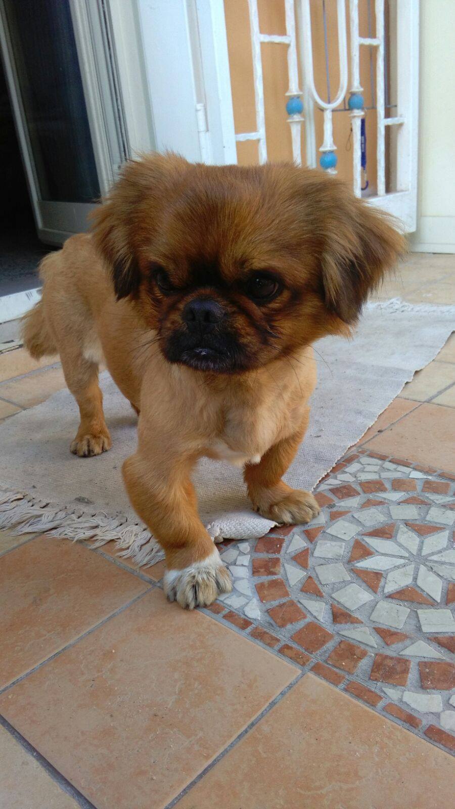 Pippo
