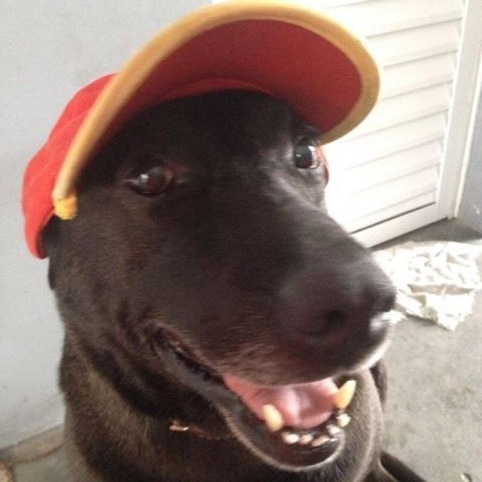 Negão, il cane benzinaio