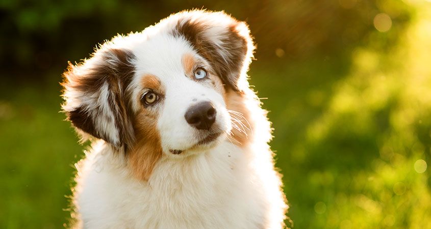 Strano ma vero! – 5 curiosità sui cani