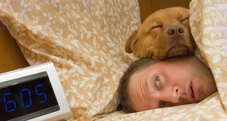 6 posizioni che i cani sono soliti avere mentre dormono. Scopri il loro significato!