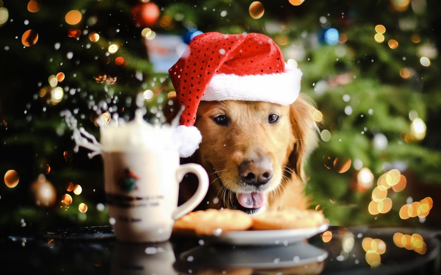 Canettoncino per cani