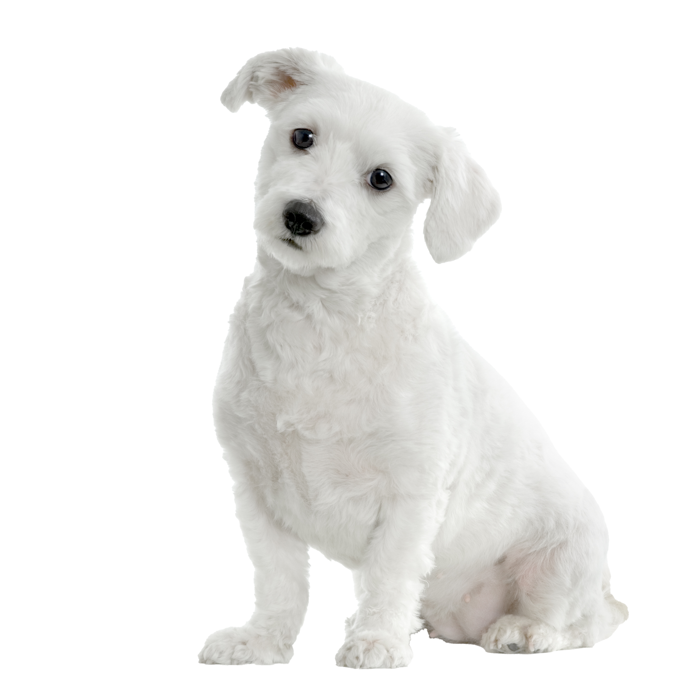 maltese-dog-PGBG8B3