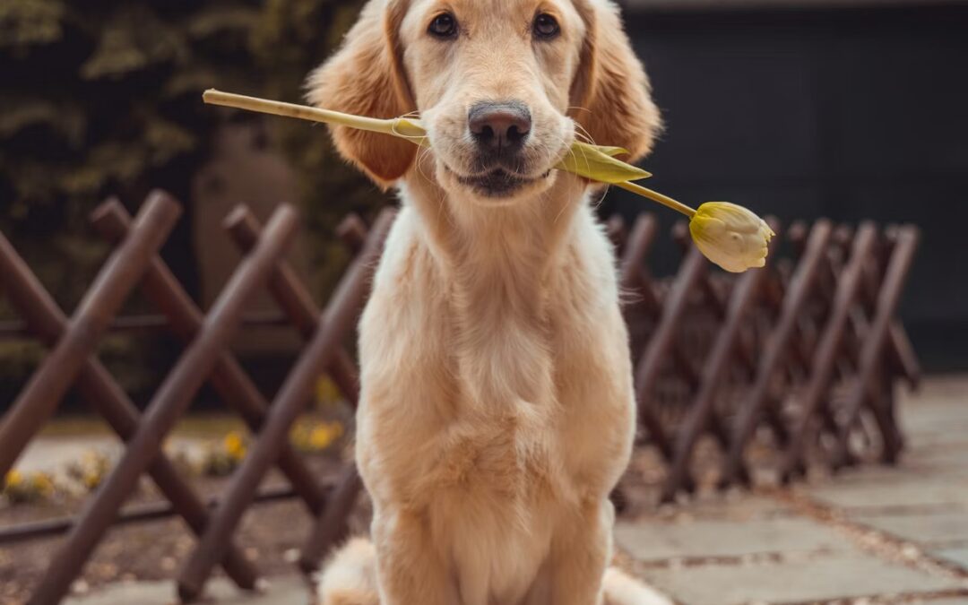 10 segnali che il tuo cane ti sta comunicando disagio
