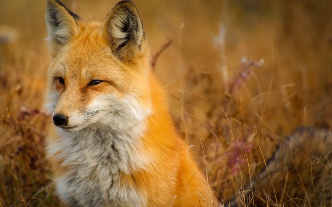 Animali selvatici in città: come aiutarli senza fare danni