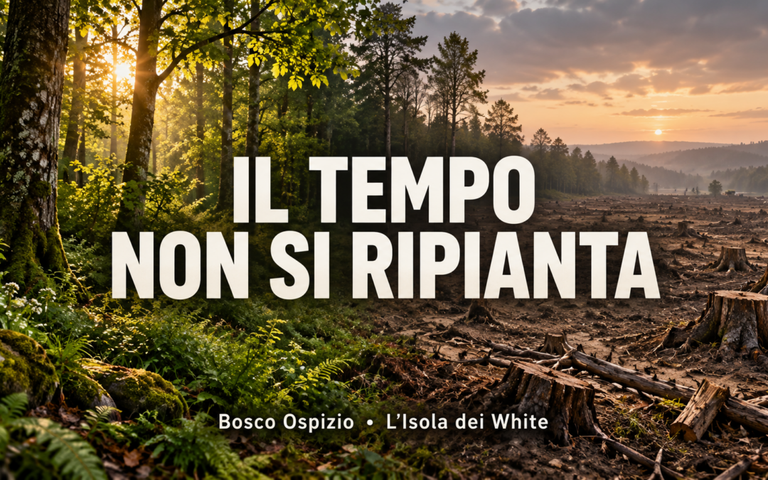 Bosco Ospizio: un albero abbattuto oggi non si restituisce piantandone uno domani